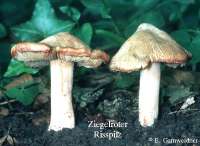 ZIEGELROTER RISSPILZ (INOCYBE ERUBESCENS) Bild 1